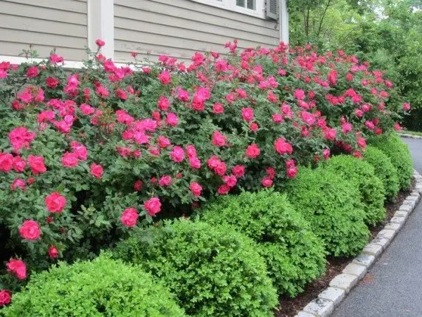 Are Knock Out Roses Evergreen