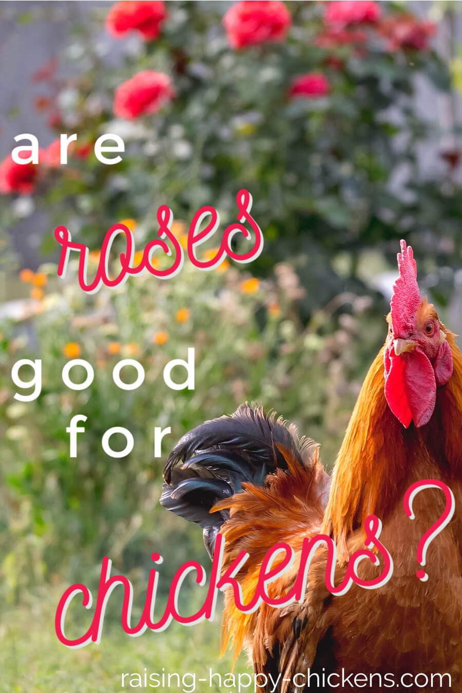 can-chickens-eat-rose-hips