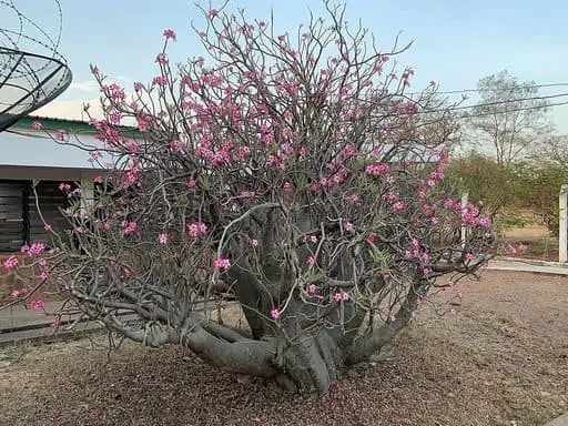Why Desert Roses Need a Dry Winter