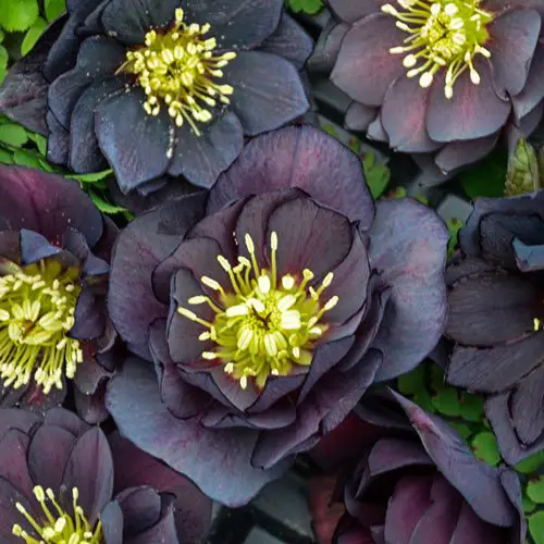 Are Lenten Roses Deer Resistant