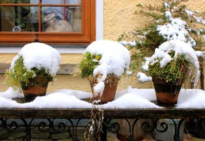 How to Protect Potted Rose Plants During Winter Snow
