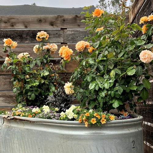 Can Potted Roses Survive Winter