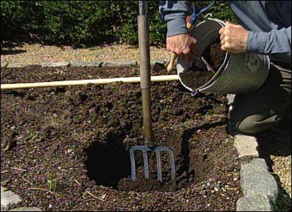 How to Prepare Soil for Planting Roses