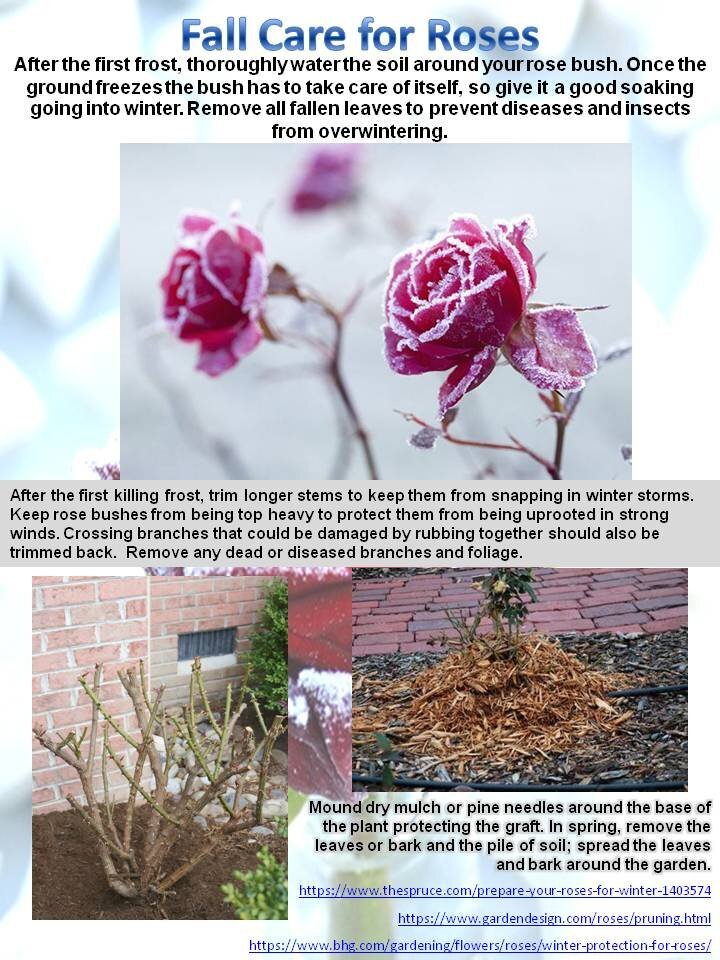 Can Rose Bushes Survive Winter