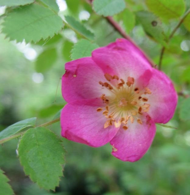 How Many Petals Does a Wild Rose Have