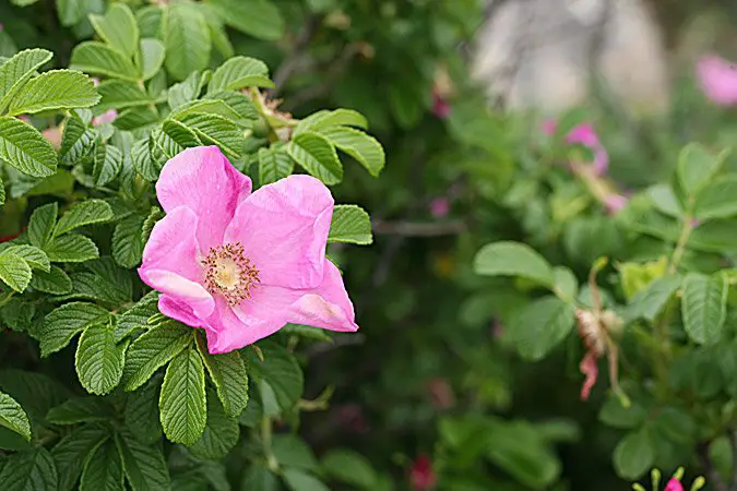 When to Plant Roses in Maine