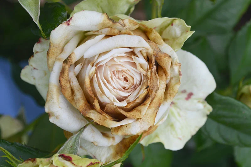 why-do-my-rose-petals-have-brown-edges