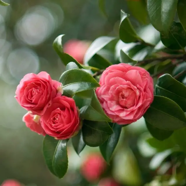 Why Do Roses Bloom In Winter