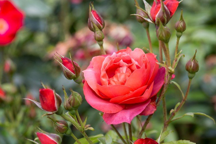 When to Plant Roses in Scotland
