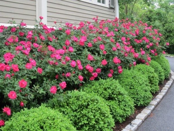 Are Knockout Roses Evergreen