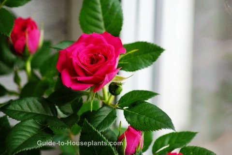 How to Trim Inside Small Rose Plant