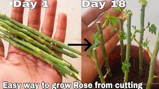 How to Propagate Rose Plant from Cuttings