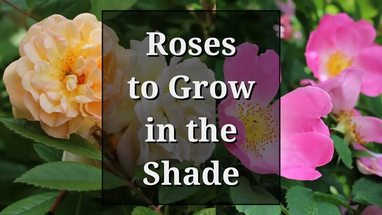 Can Roses Grow In The Shade