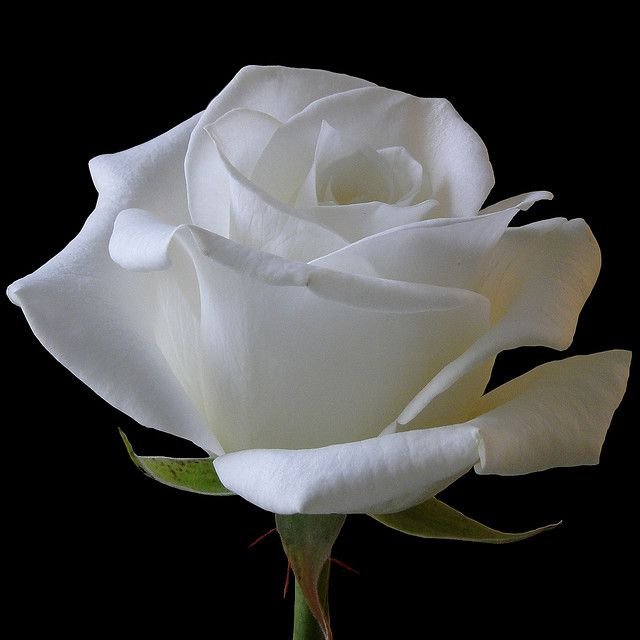 How Many Petals Does a White Rose Have