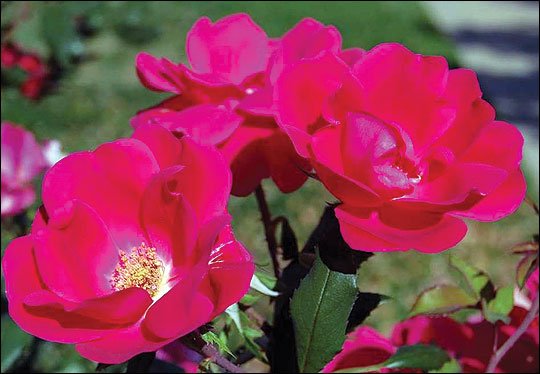 When to Plant Roses in Missouri