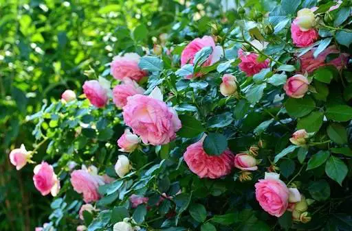 What are Floribunda Roses