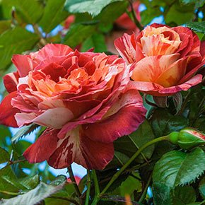 How to Plant Tropical Lightning Climbing Roses