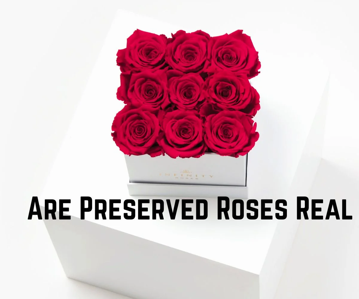 Are Preserved Roses Real