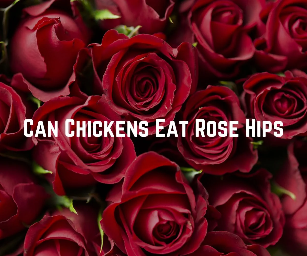 Can Chickens Eat Rose Hips