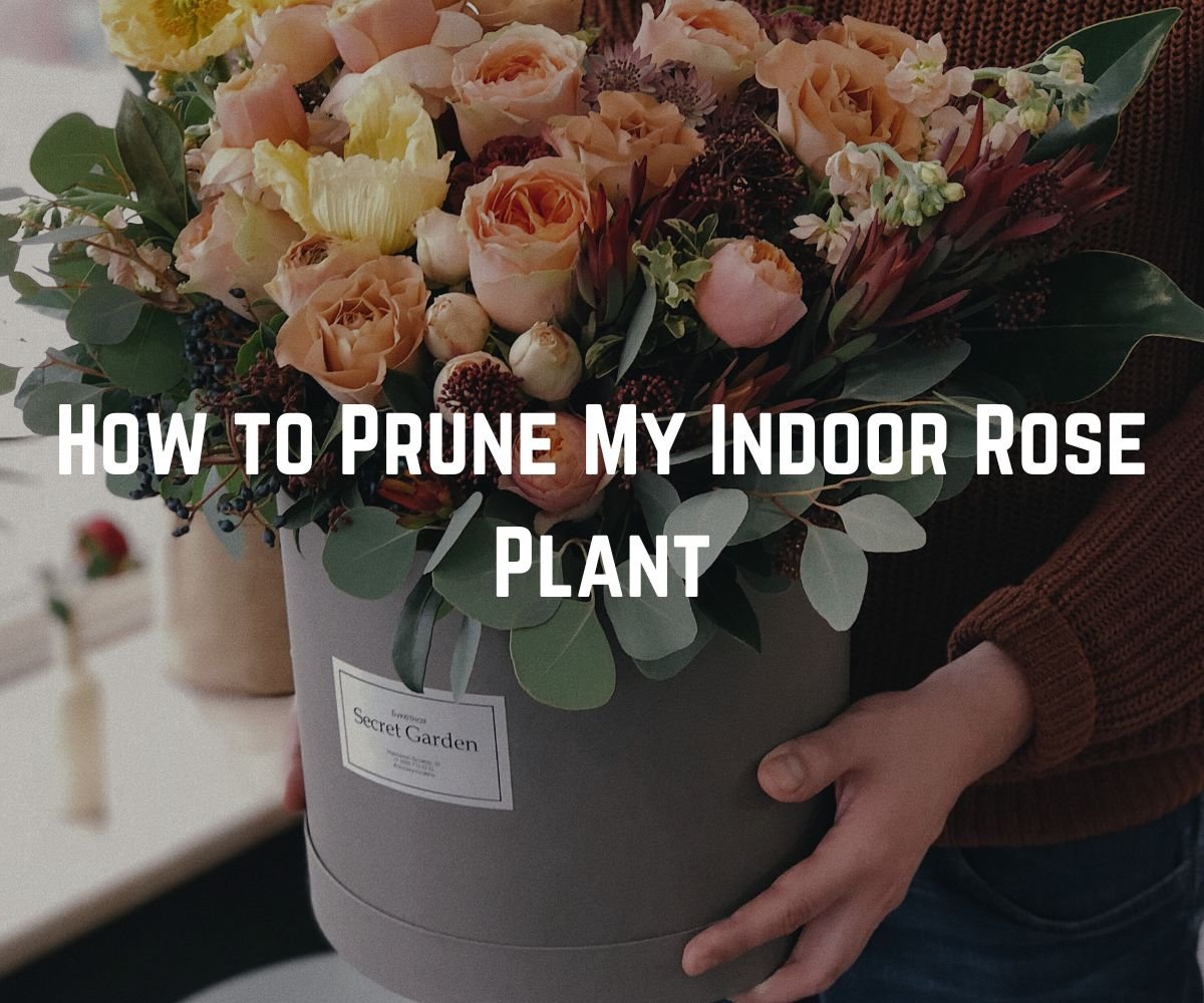 How to Prune My Indoor Rose Plant