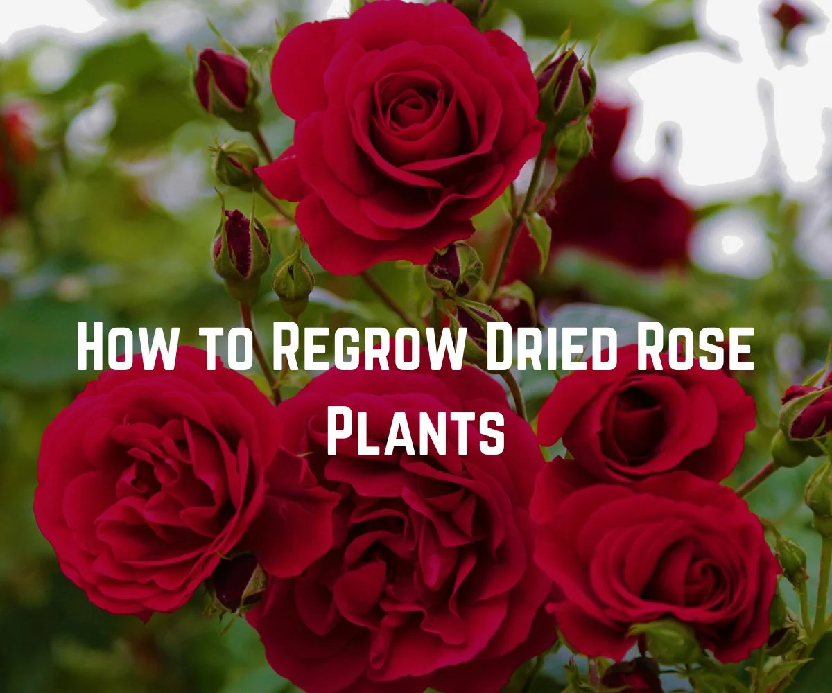 How to Regrow Dried Rose Plants