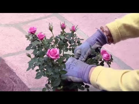 How to Prune Indoor Rose Plant