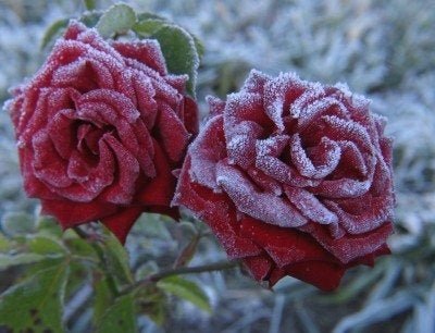 Can Roses Grow in Winter
