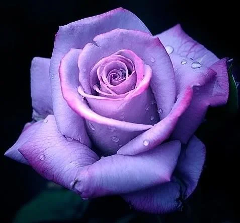 Are Purple Roses Natural