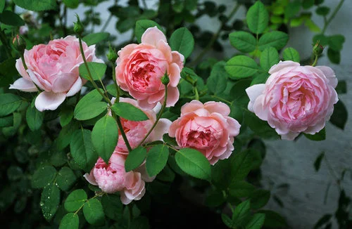 How to Plant Roses in Southern California