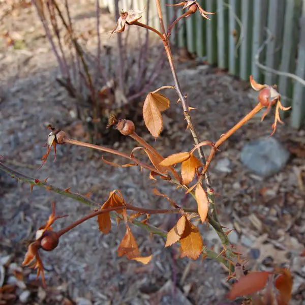 When to Plant Roses in Indiana