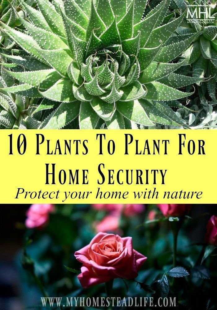 How to Protect And Grow Rose Plant at Home