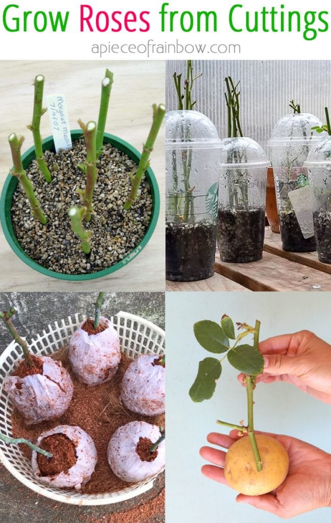 How to Plant Roses from Stem Cuttings