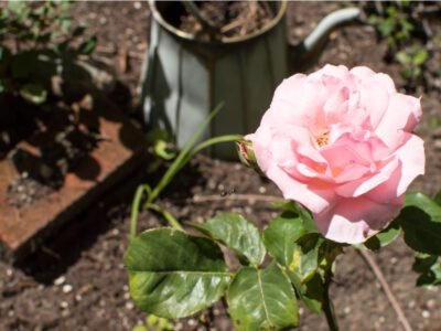 How to Prepare Soil for Rose Plant