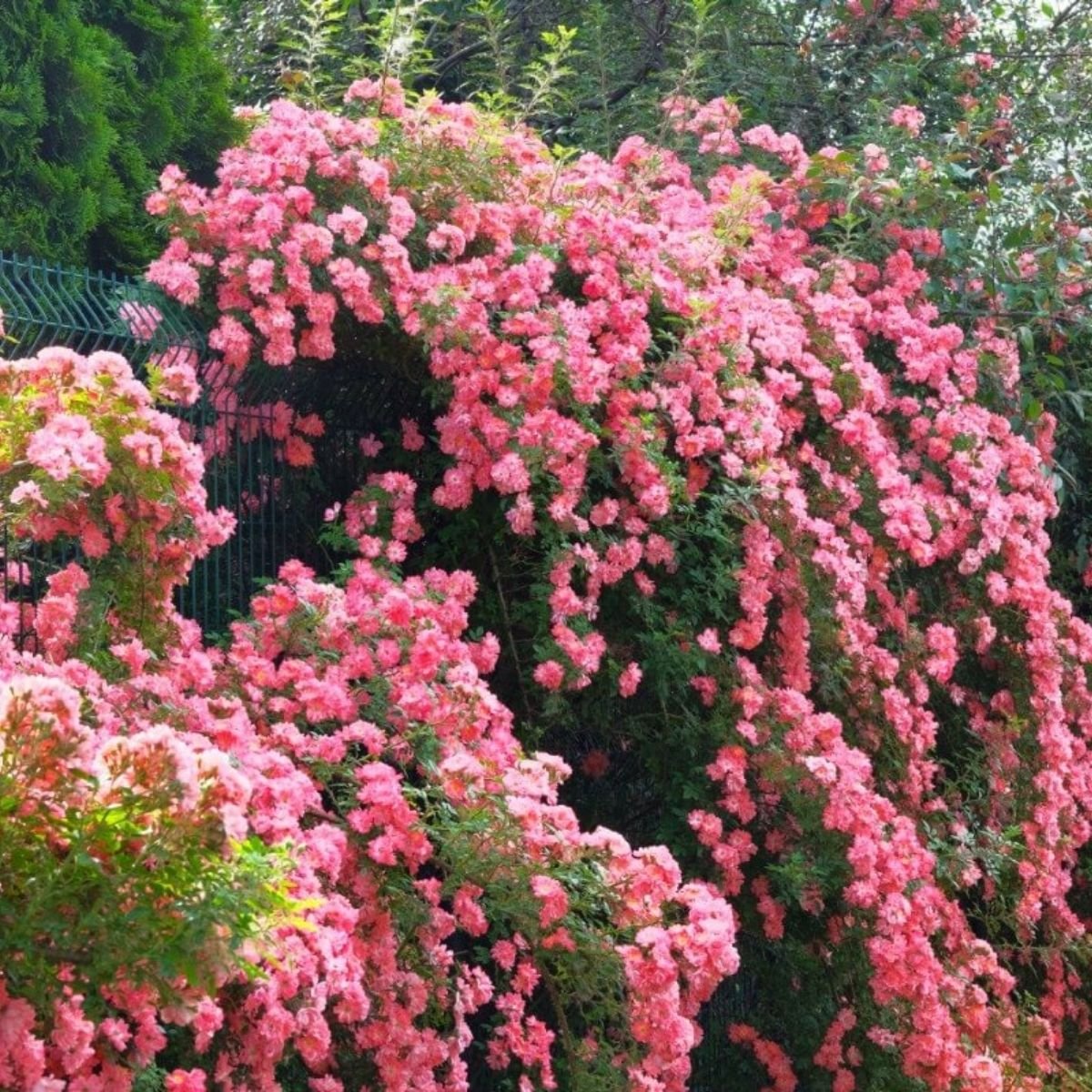 Are Climbing Roses Easy To Grow