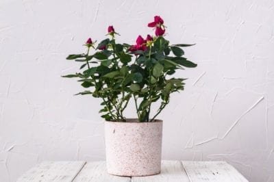 Can Roses Be Grown Indoors