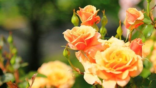 When to Plant Roses in Kentucky