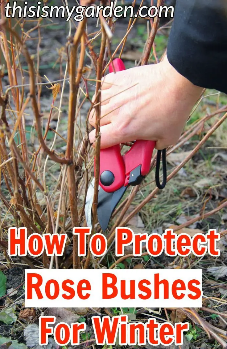 How to Protect Rose Tree in Winter