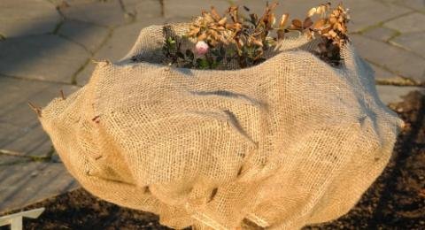 How to Cover Rose Bushes With Burlap for the Winter