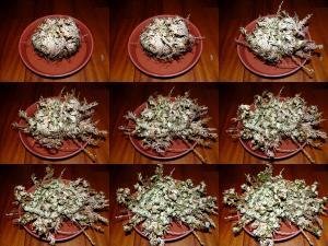 How to Propagate Rose of Jericho