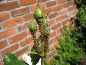 How to Remove Insects from Rose Plants