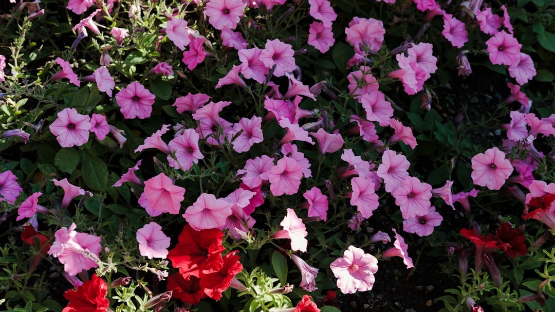 Growing Petunias: The Complete Guide for Containers, Beds, and Baskets