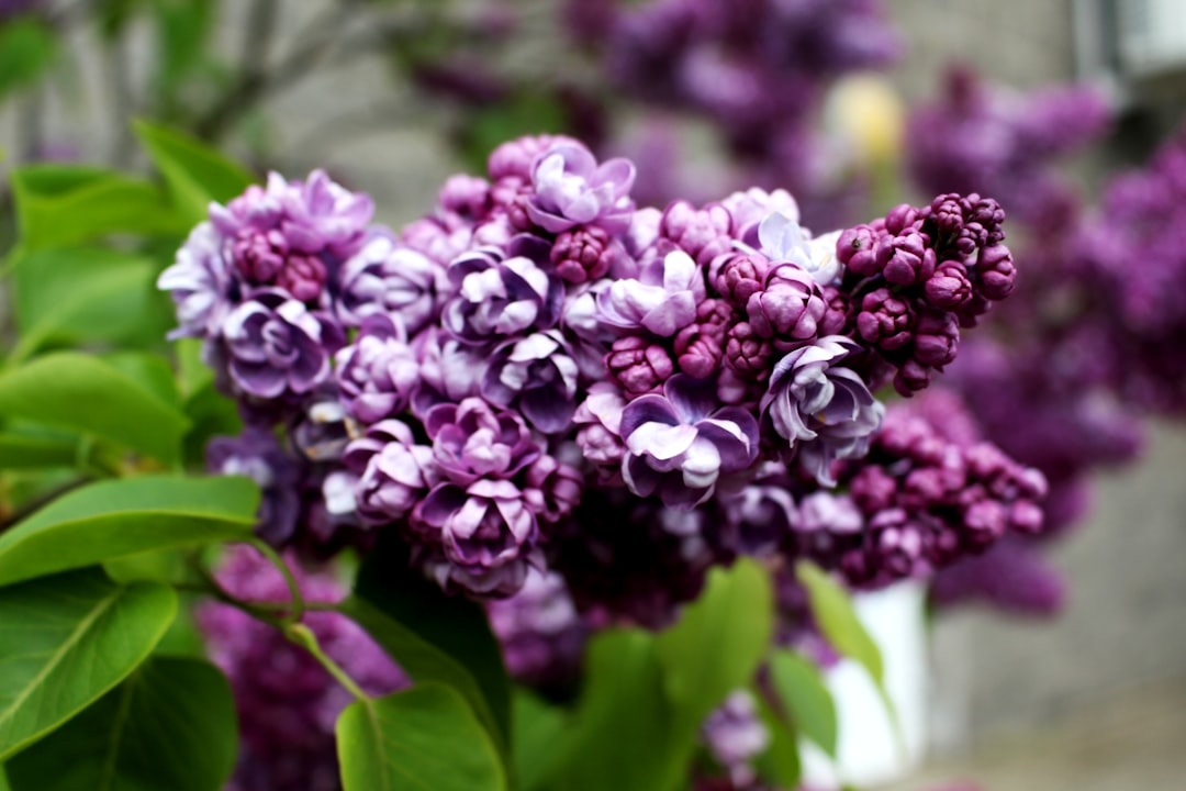 Complete Guide to Lilacs: Pruning, Propagation, and Best Varieties