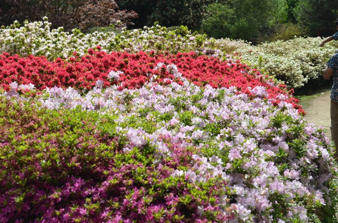 The Ultimate Guide to Azaleas: Planting, Pruning, and Color Selection