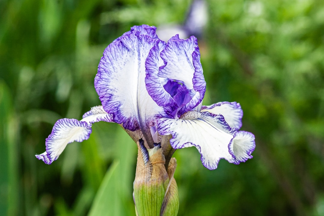 Complete Guide to Irises: Bearded, Siberian, and Japanese Varieties