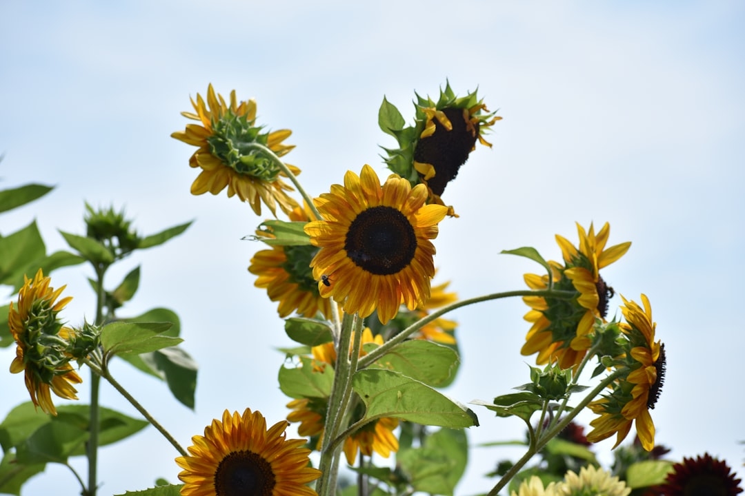 The Ultimate Guide to Sunflowers: Varieties, Growing, and Harvesting