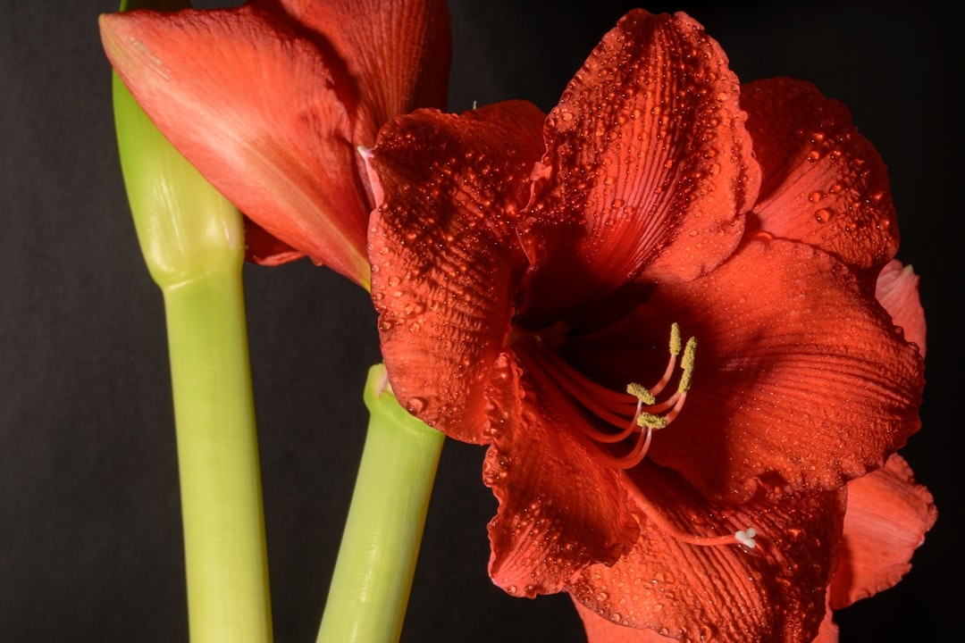 Complete Guide to Amaryllis: Forcing Bulbs and Year-Round Care
