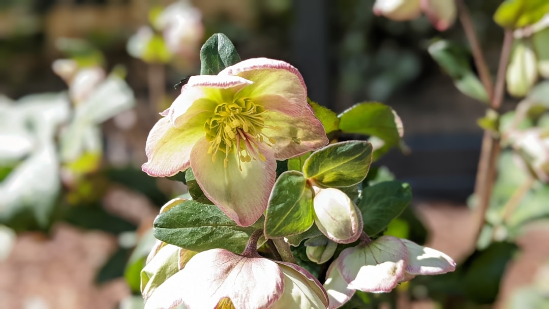 Growing Hellebores: The Complete Guide to Winter’s Rose
