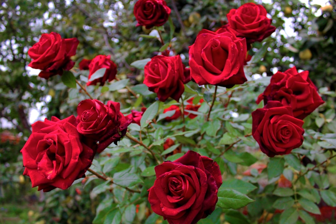 50 Types of Roses and How to Grow Each One