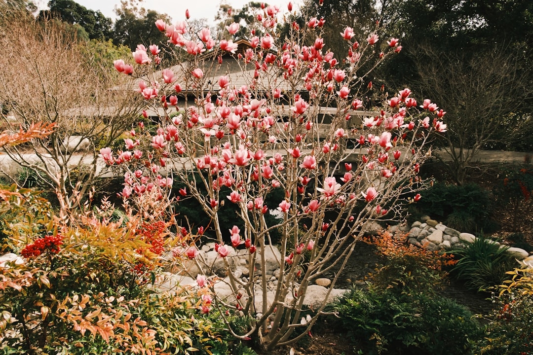 Complete Guide to Magnolias: Trees, Shrubs, and Growing Tips