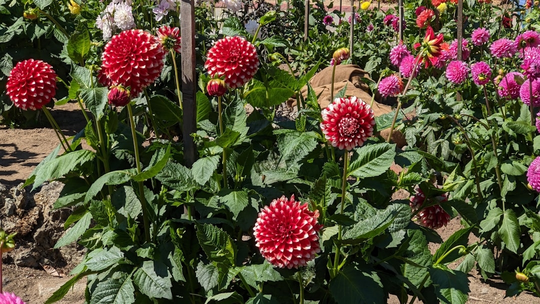 The Ultimate Guide to Dahlias: Tubers, Growing, and Overwintering